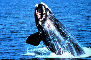 Northern Right Whale