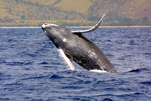 jpg Federal Rule Proposed to Protect Pacific Humpback Whale Critical Habitat