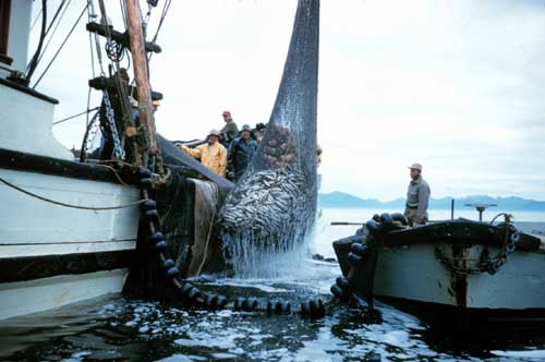 Alaskan purse seiner lifting a catch of herring