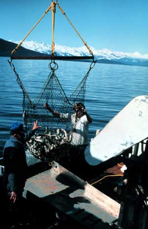 Off-loading herring