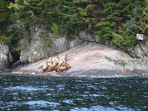 Nose Point Seals photo by Mike Sallee